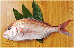 鹿児島近海産の真鯛の山椒味噌漬け